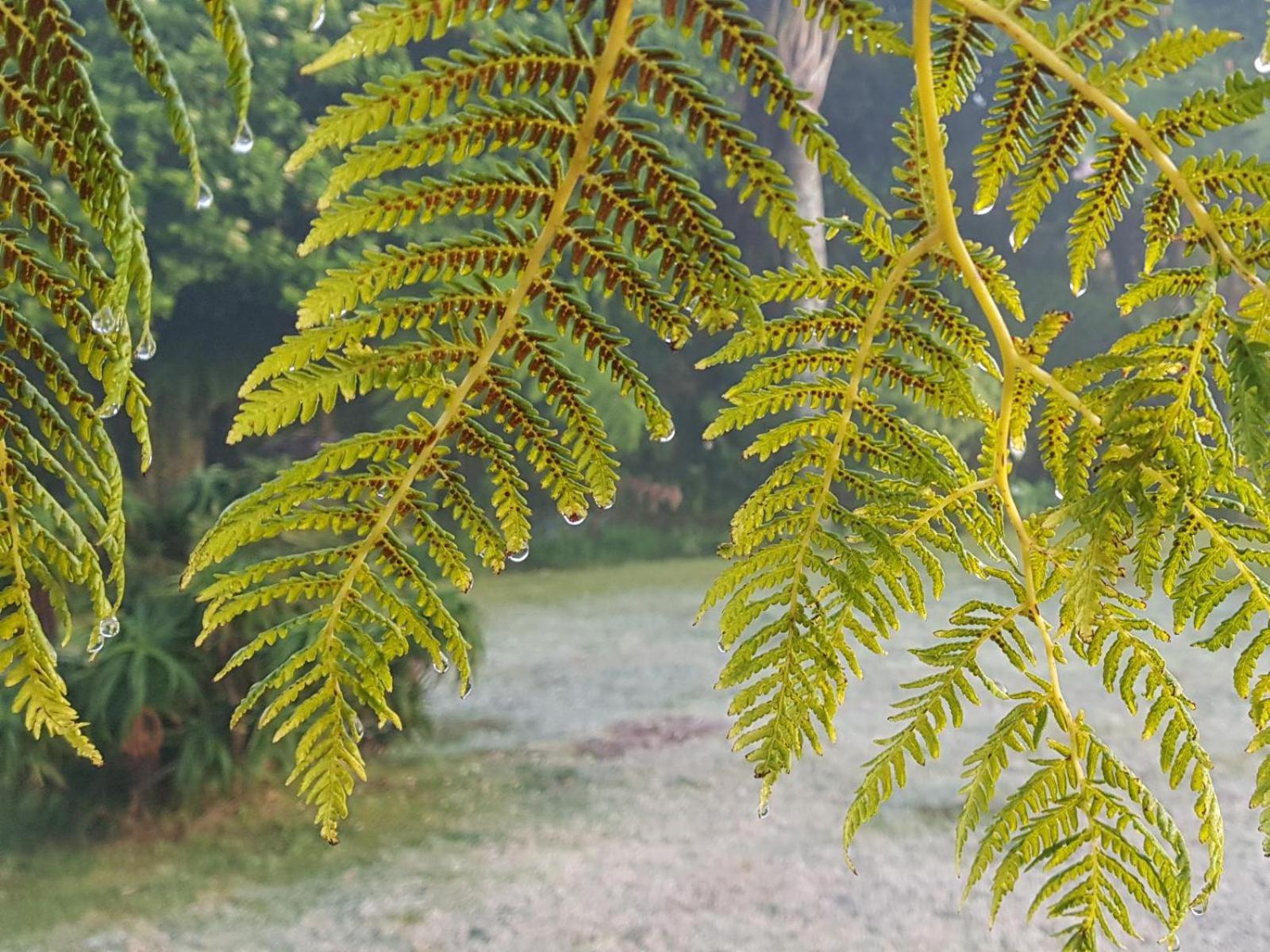 גרסקופ Paradise View Guesthouse חדר תמונה